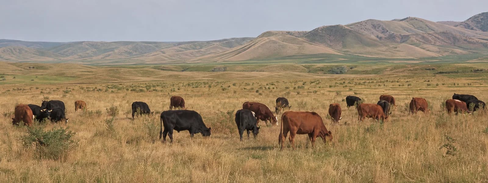Береке Farm